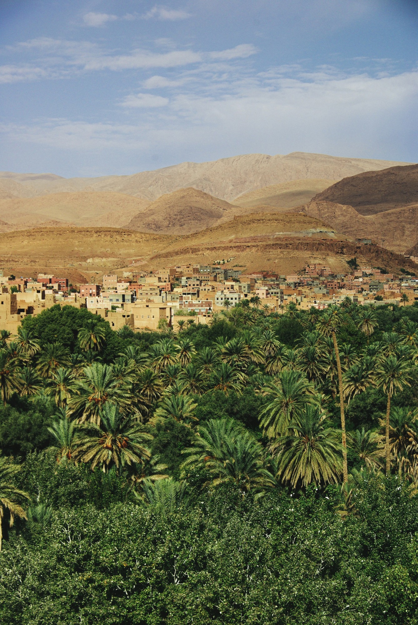 Aerial view over palm groves